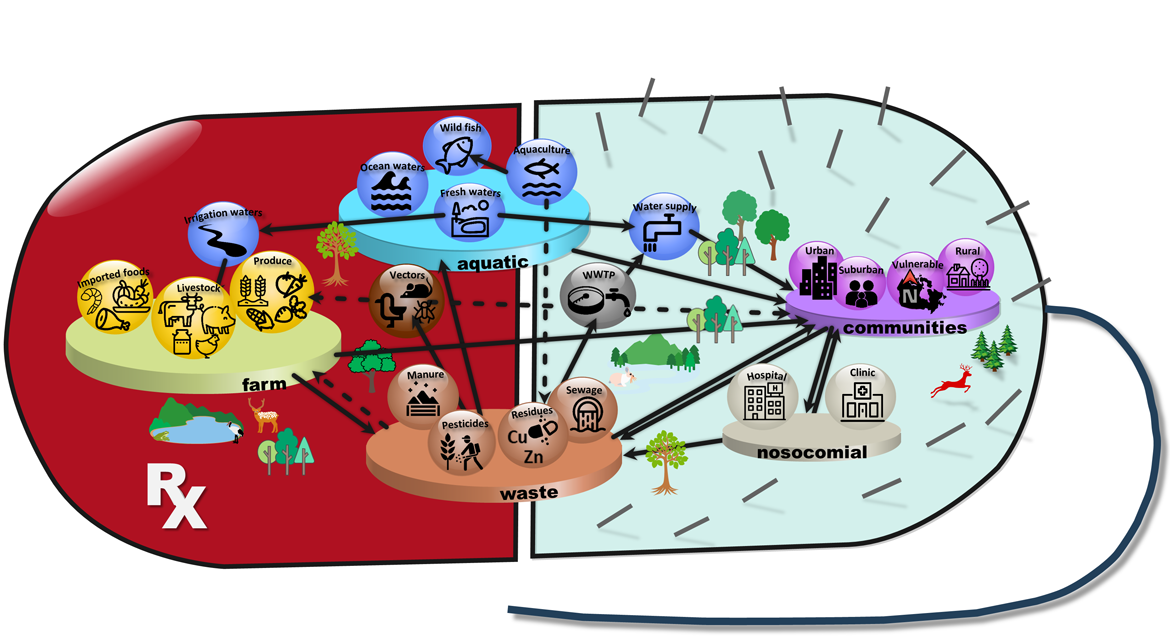 Figure 2. A diagram doubly depicting a bacterial cell and an antibiotic capsule in the same form has many two-way arrows showing possible pathways of antimicrobial resistance transmission. Text version below.