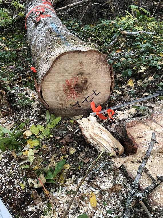 Part of a tree that's been cut down in the forest.